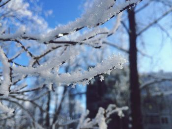 Close-up of frozen plant