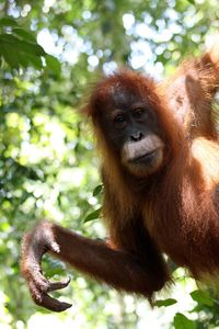 Close-up portrait of orangutan in forest