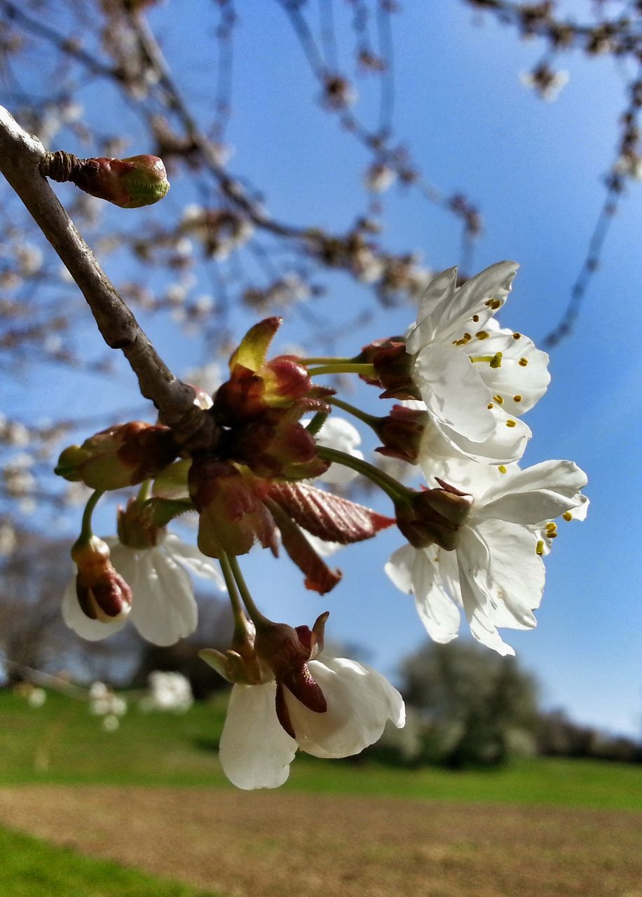 flower, freshness, fragility, growth, branch, cherry blossom, tree, petal, white color, focus on foreground, beauty in nature, flower head, blossom, apple tree, nature, cherry tree, close-up, in bloom, blooming, apple blossom