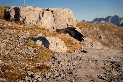 Bird perching on rock