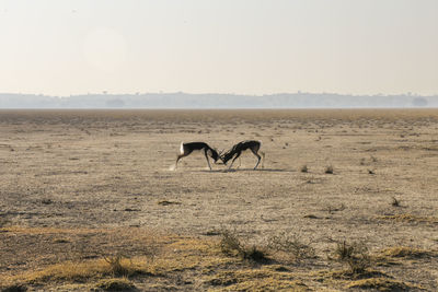 Horse standing on field against clear sky