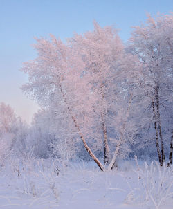 Frozen tree against sky during winter
