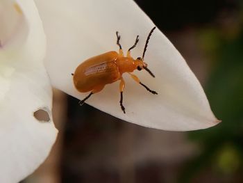 Close-up of insect on flower