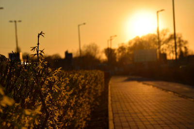 Close-up of plants against sunset sky