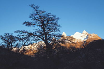 Low angle view of trees against sky during winter