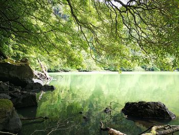 Scenic view of lake in forest