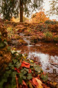 Scenic view of river in forest