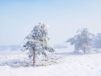 Trees on snow covered land against sky