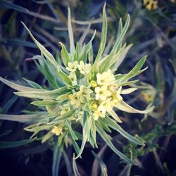 Close-up of yellow flowers