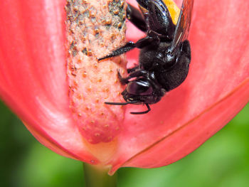 Close-up of bee on red flower