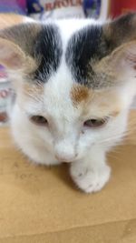 Close-up of cat