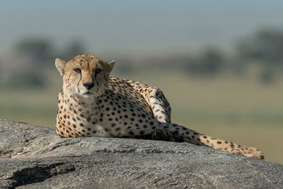 Portrait of cheetah sitting on rock