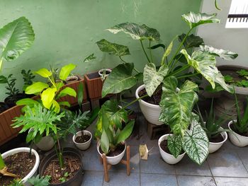 High angle view of potted plants on table at yard