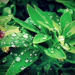 Close-up of water drops on leaf