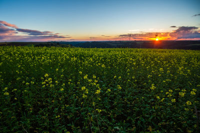 Scenic view of field against sky during sunset