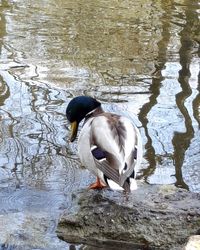 Duck swimming in lake