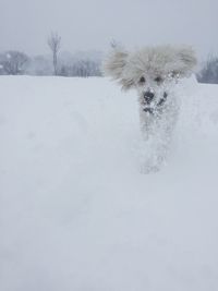 Portrait of dog in snow