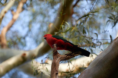 Low angle view of red bird perching on branch