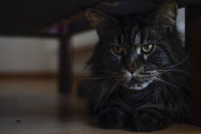 Close-up of cat lying on floor