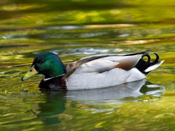 Duck swimming in lake