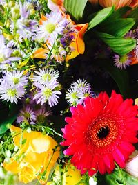 Close-up of flowers blooming outdoors