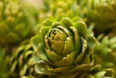 Close-up of green leaves