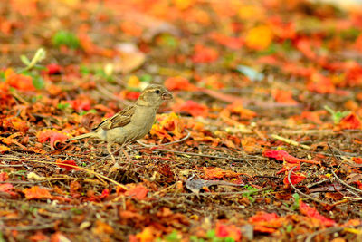 Close-up of bird on field during autumn