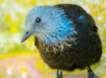 Close-up of pigeon