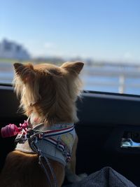 Rear view of a dog against the sky