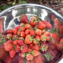 Close-up of food in bowl