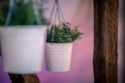Potted plant on wooden table against wall