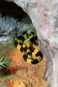 Close-up of lizard on yellow leaf