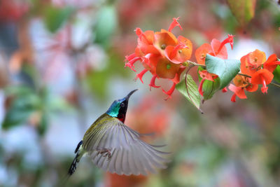 Close-up of hummingbird on flower