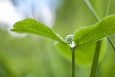 Close-up of fresh green leaves