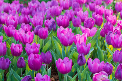 Full frame shot of pink tulip flowers on field