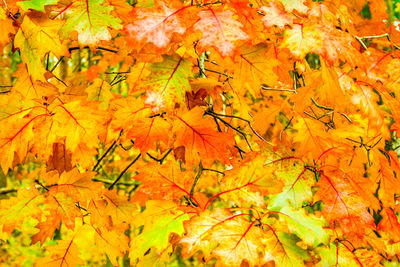 Close-up of maple leaves on tree during autumn