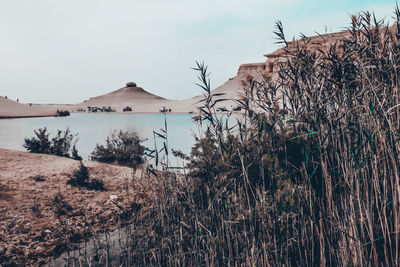 Plants growing on land against sky