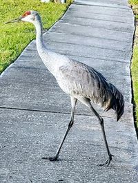 Close-up of bird perching on footpath