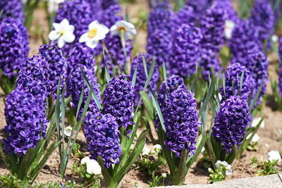 Close-up of purple crocus flowers