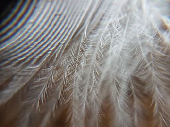 Full frame shot of feather