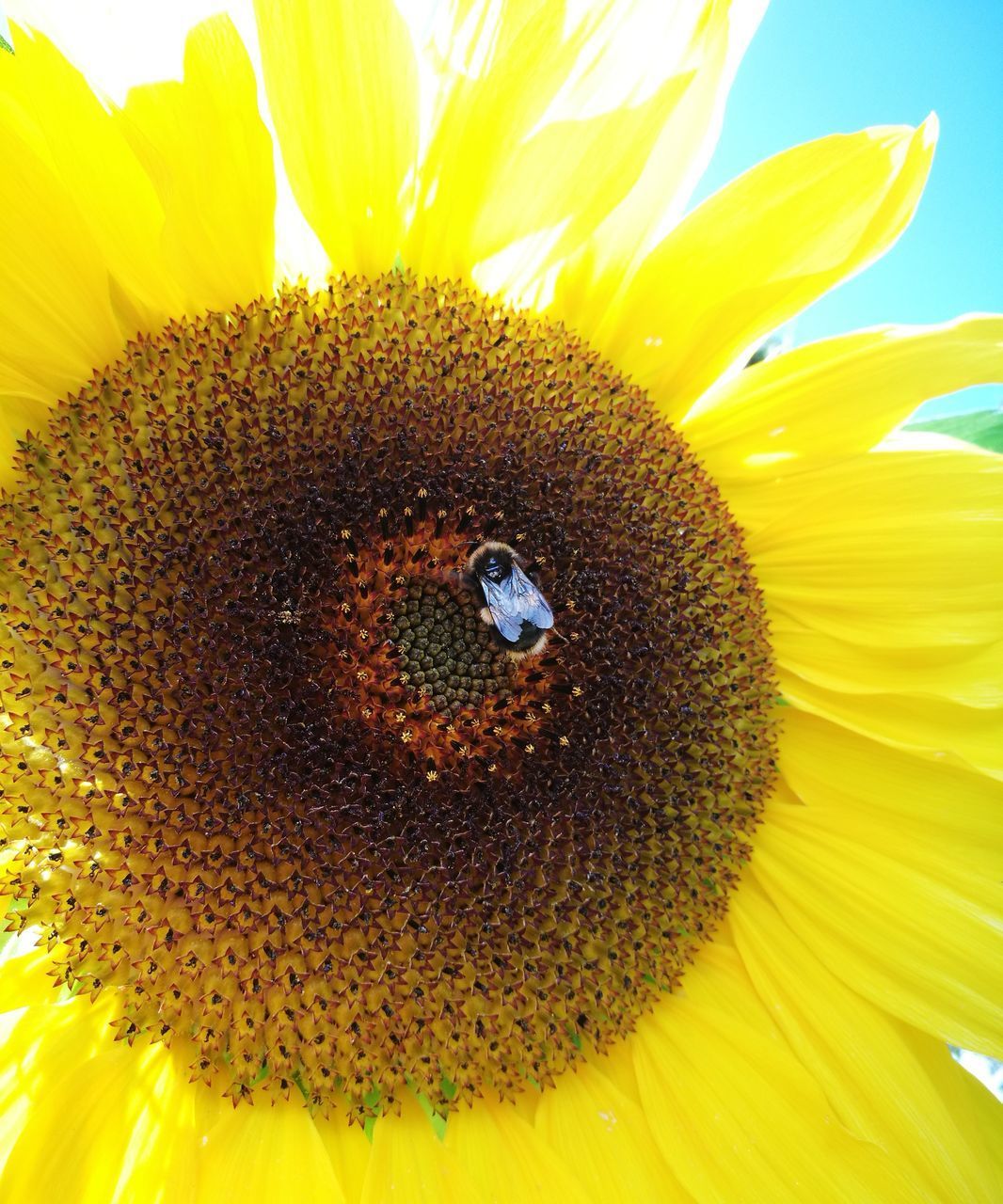 CLOSE-UP OF INSECT ON SUNFLOWER