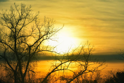 Silhouette bare trees against orange sky