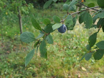 Close-up of fruits growing on tree