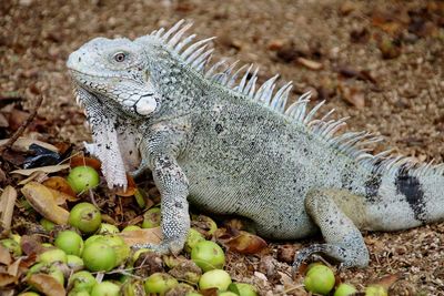 Close-up of lizard on rock