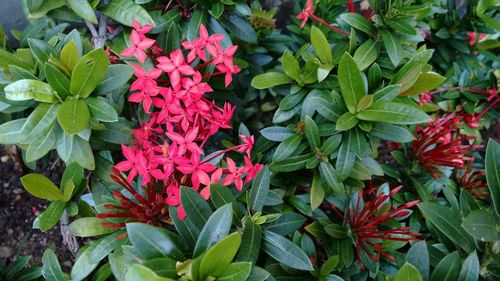 Close-up of red flowers