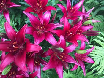 Close-up of pink flowering plant