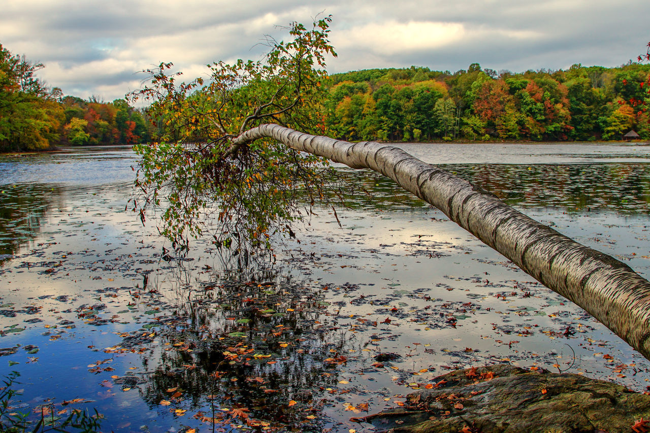 TREES BY LAKE AGAINST SKY