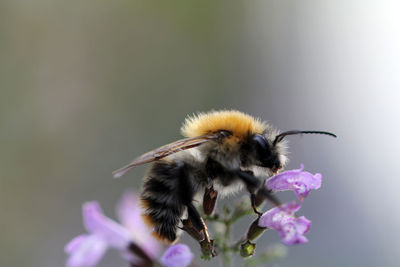 Close-up of bee on flower