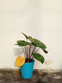 Close-up of potted plant on table against wall at home