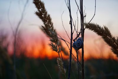 Close-up of tree against sky at sunset